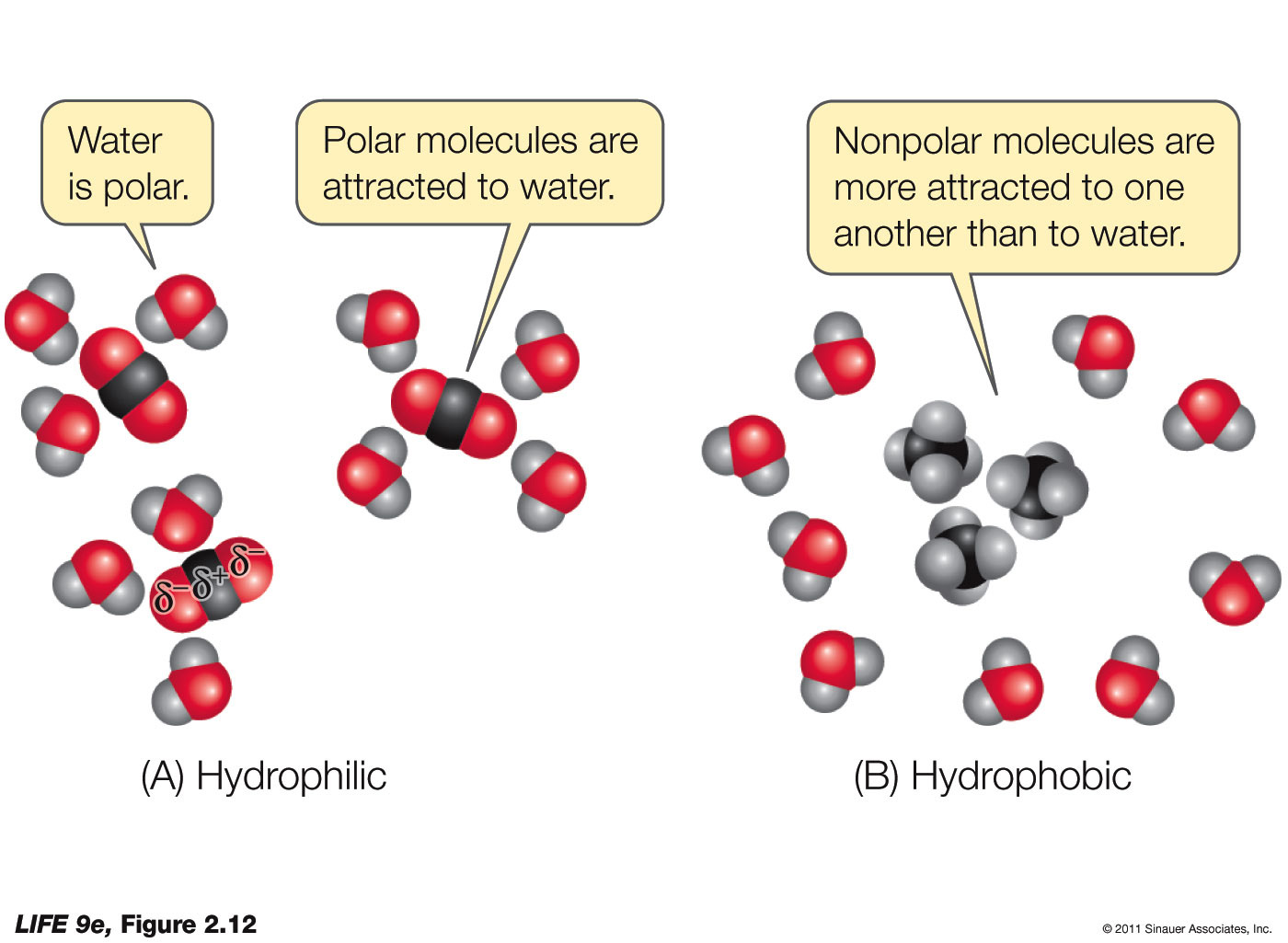 Hydrophilic and Hydrophobic