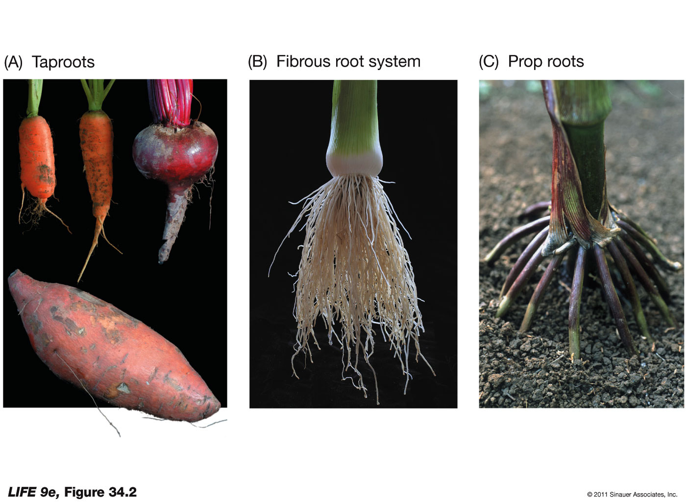 Root Systems of Eudicots and Monocots