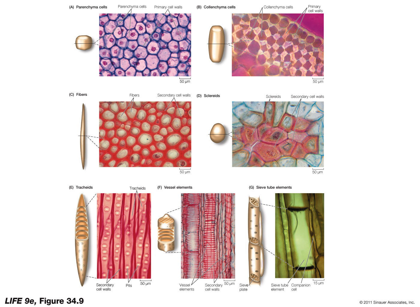 Plant Cell Types