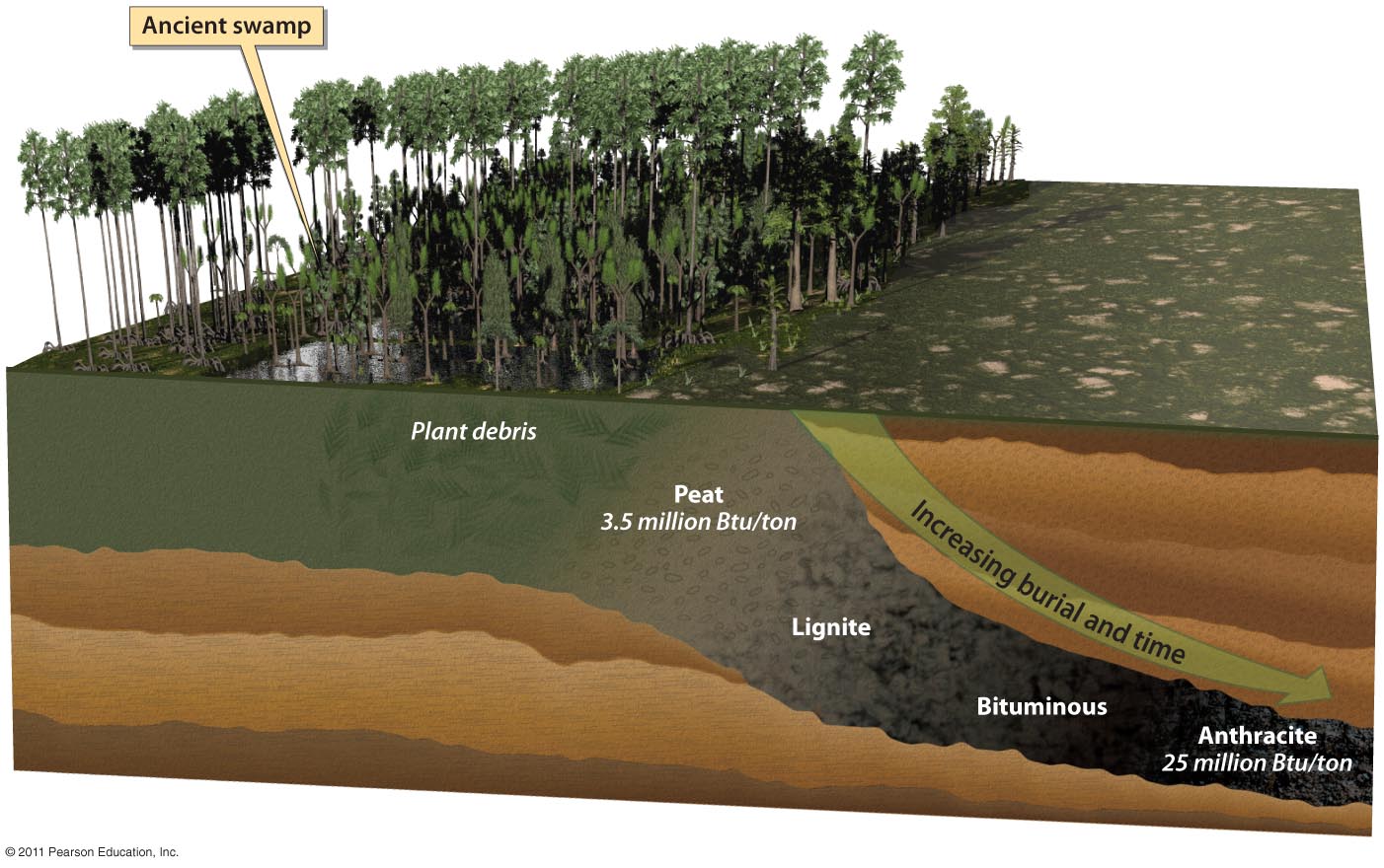 How Coal Forms