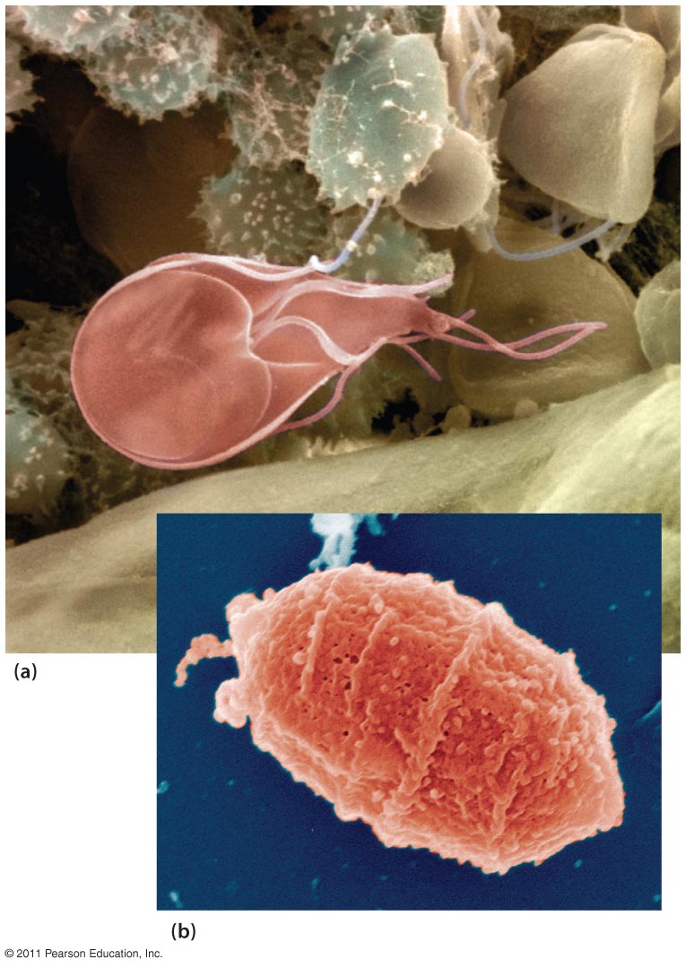 Giardia lamblia