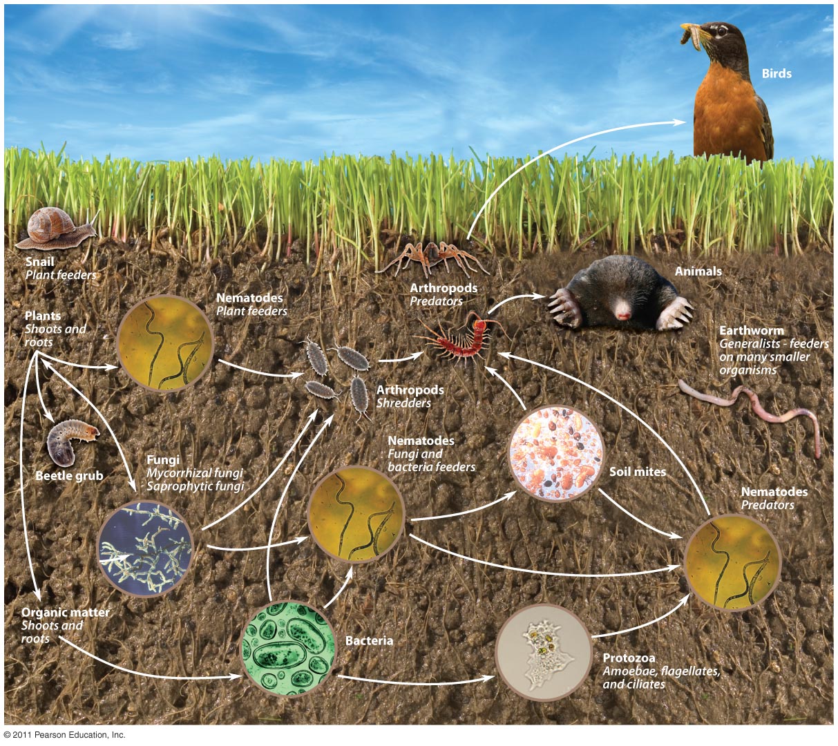 Soil as Habitat