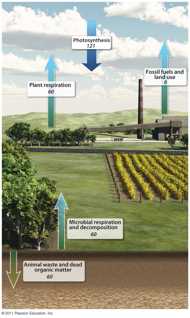 Soil and the Carbon Cycle