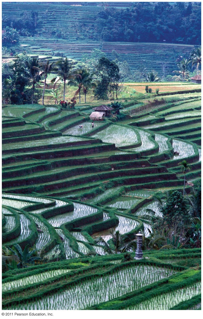 Terraced Farming