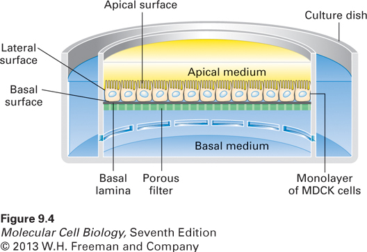 Madin-Darby canine kidney (MDCK) cells grown in specialized containers provide a