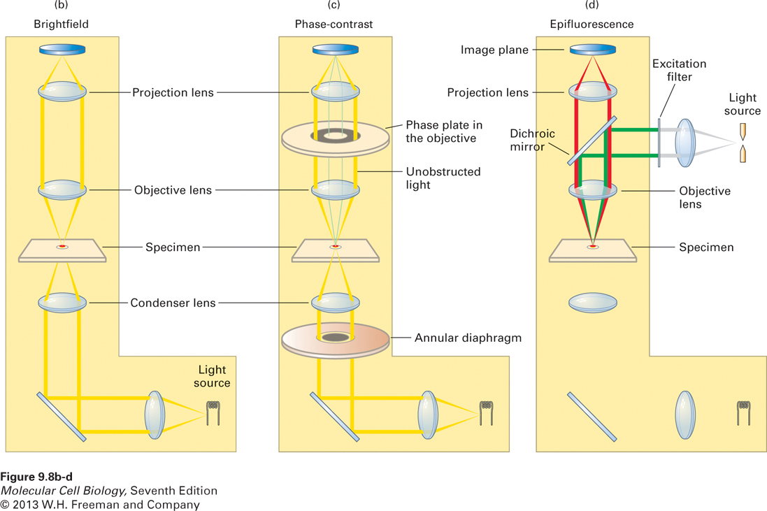 Optical microscopes are commonly configured for bright-field (transmitted), phas