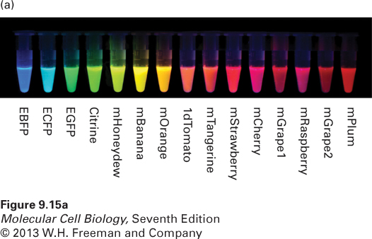 Many different colors of fluorescent proteins are now available