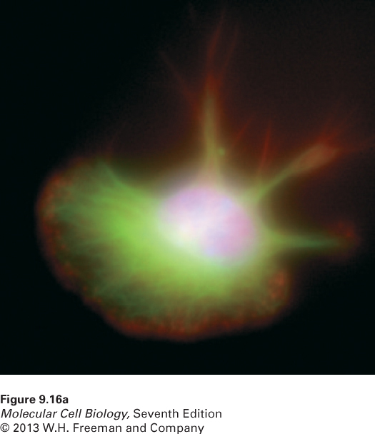 Deconvolution fluorescence microscopy yields high-resolution optical sections th