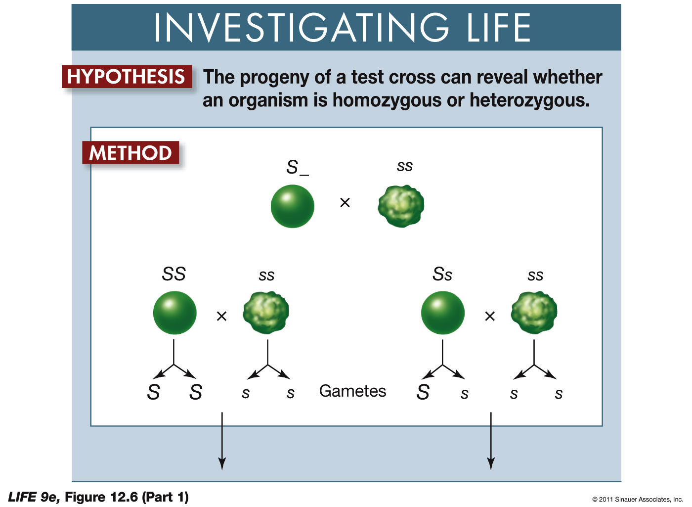 Homozygous or Heterozygous p1