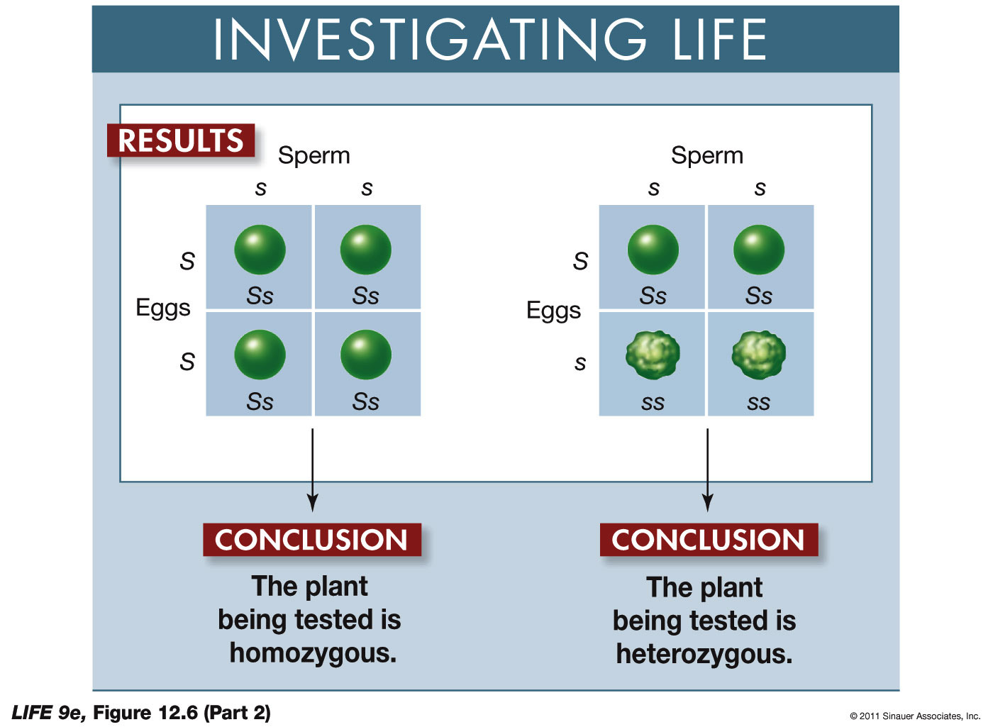 Homozygous or Heterozygous p2