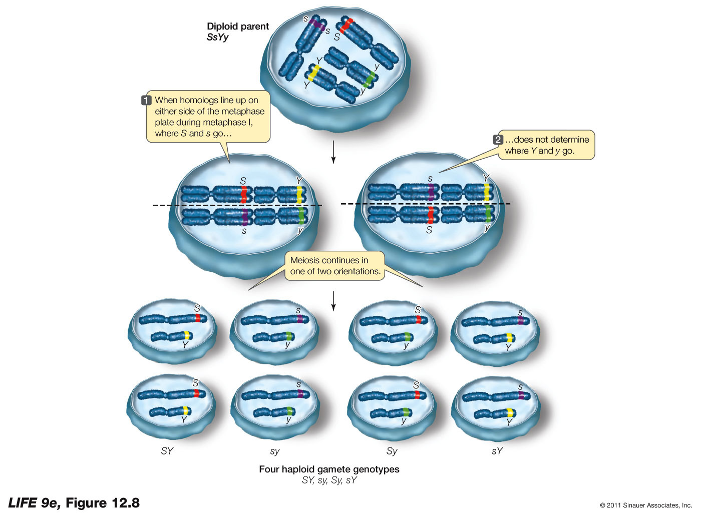 Meiosis Accounts for Independent Assortment of Alleles