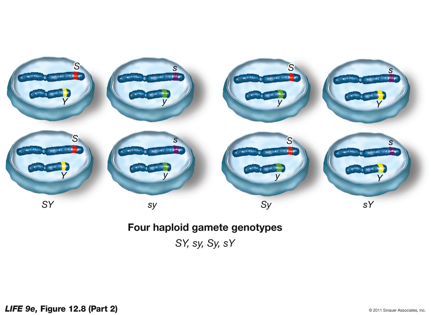 Meiosis Accounts for Independent Assortment of Alleles p2