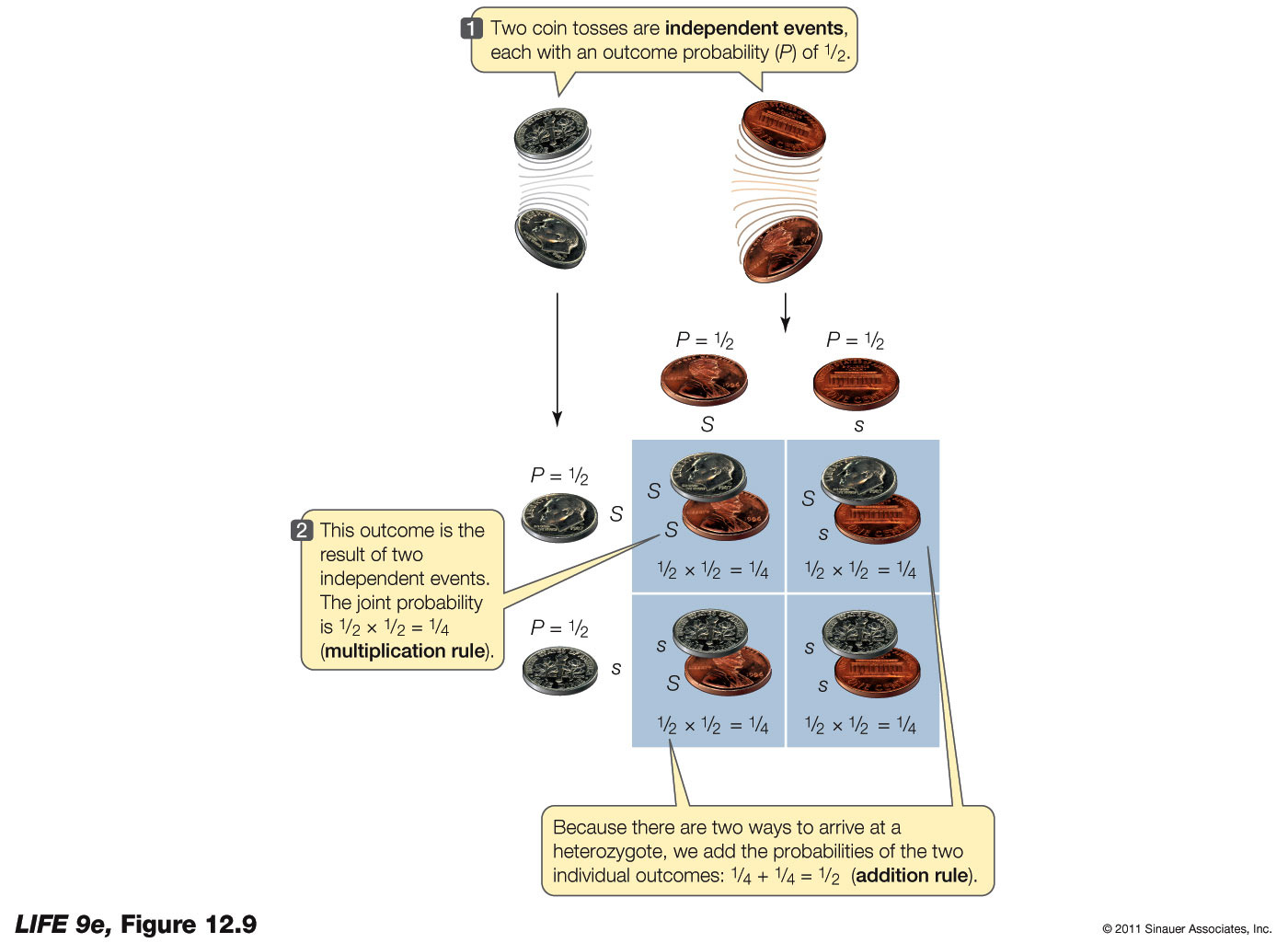 Using Probability Calculations in Genetics