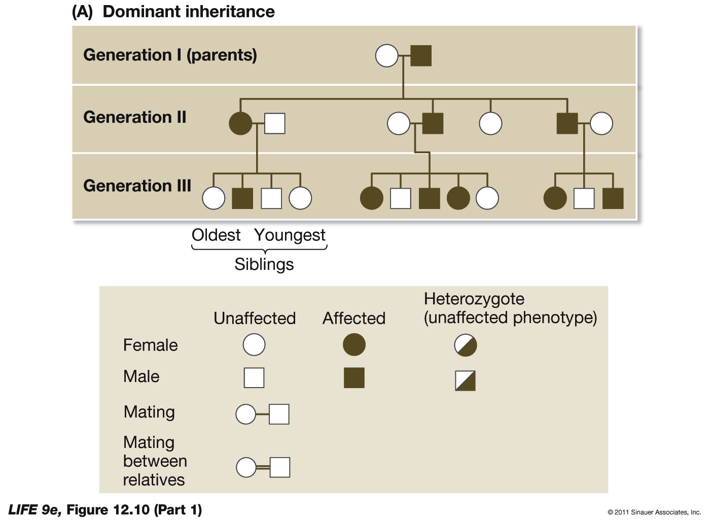 Pedigree Analysis and Inheritance p1