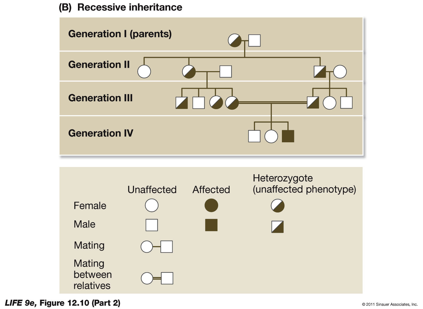 Pedigree Analysis and Inheritance p2