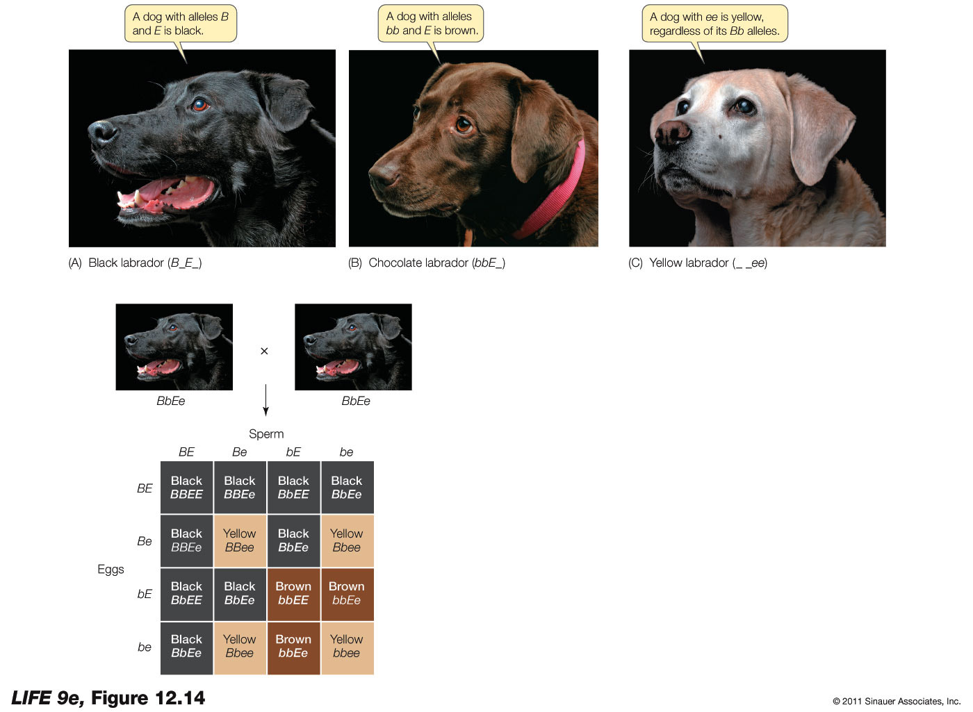 Genes May Interact Epistatically