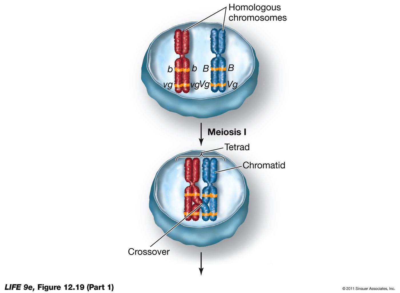 Crossing Over Results in Genetic Recombination p1