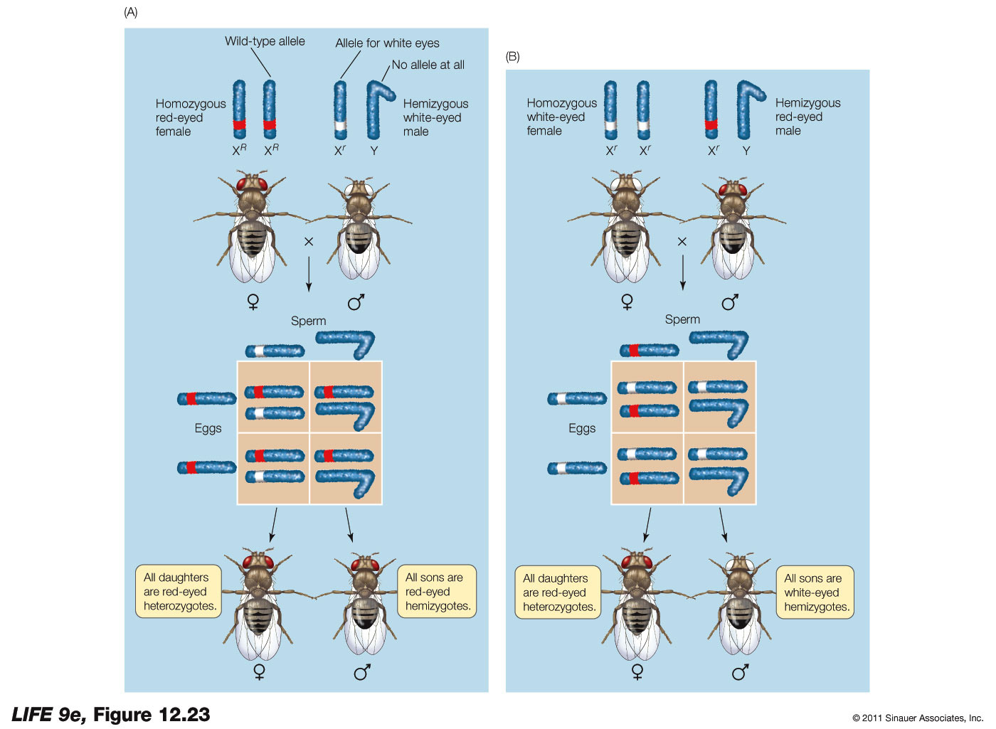 Eye Color Is a Sex-Linked Trait in Drosophila