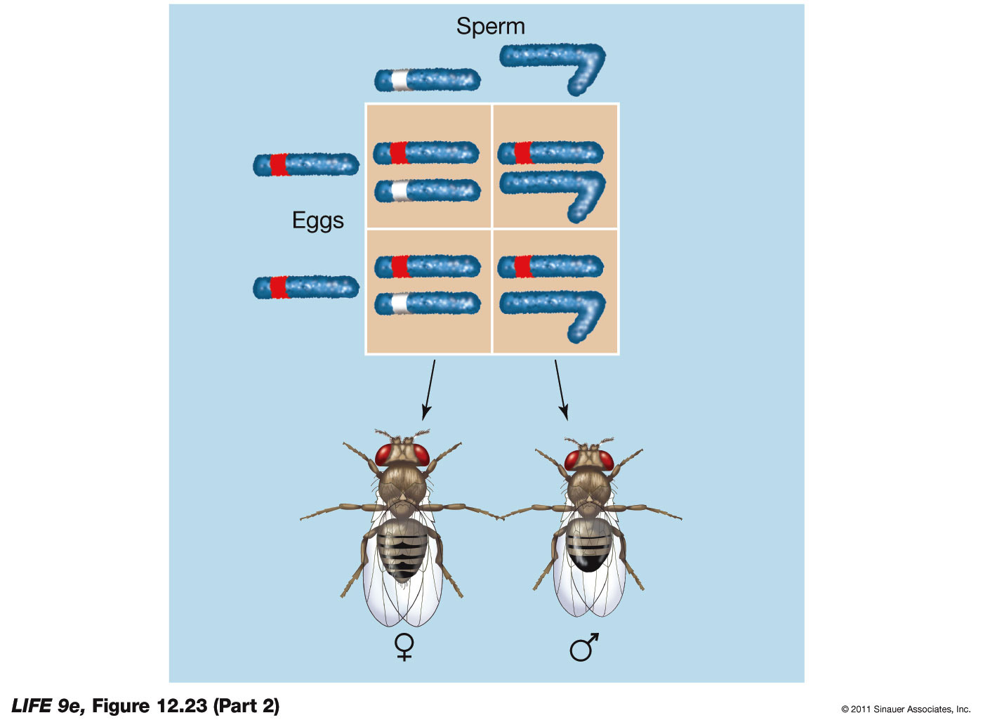 Eye Color Is a Sex-Linked Trait in Drosophila (Part 2)