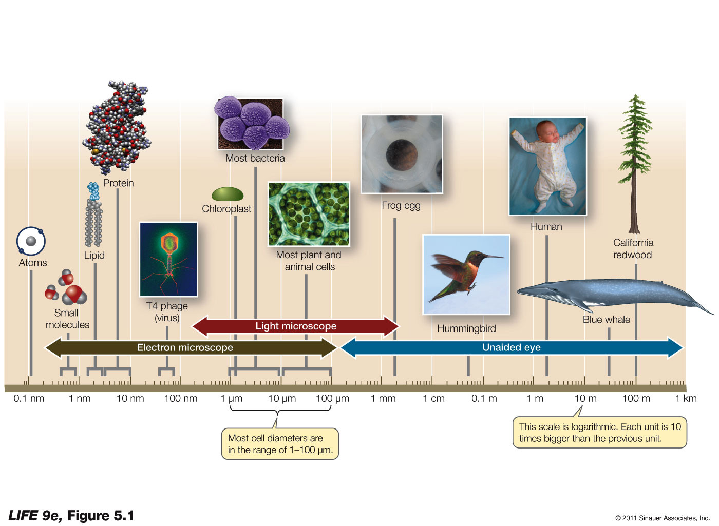 The Scale of Life