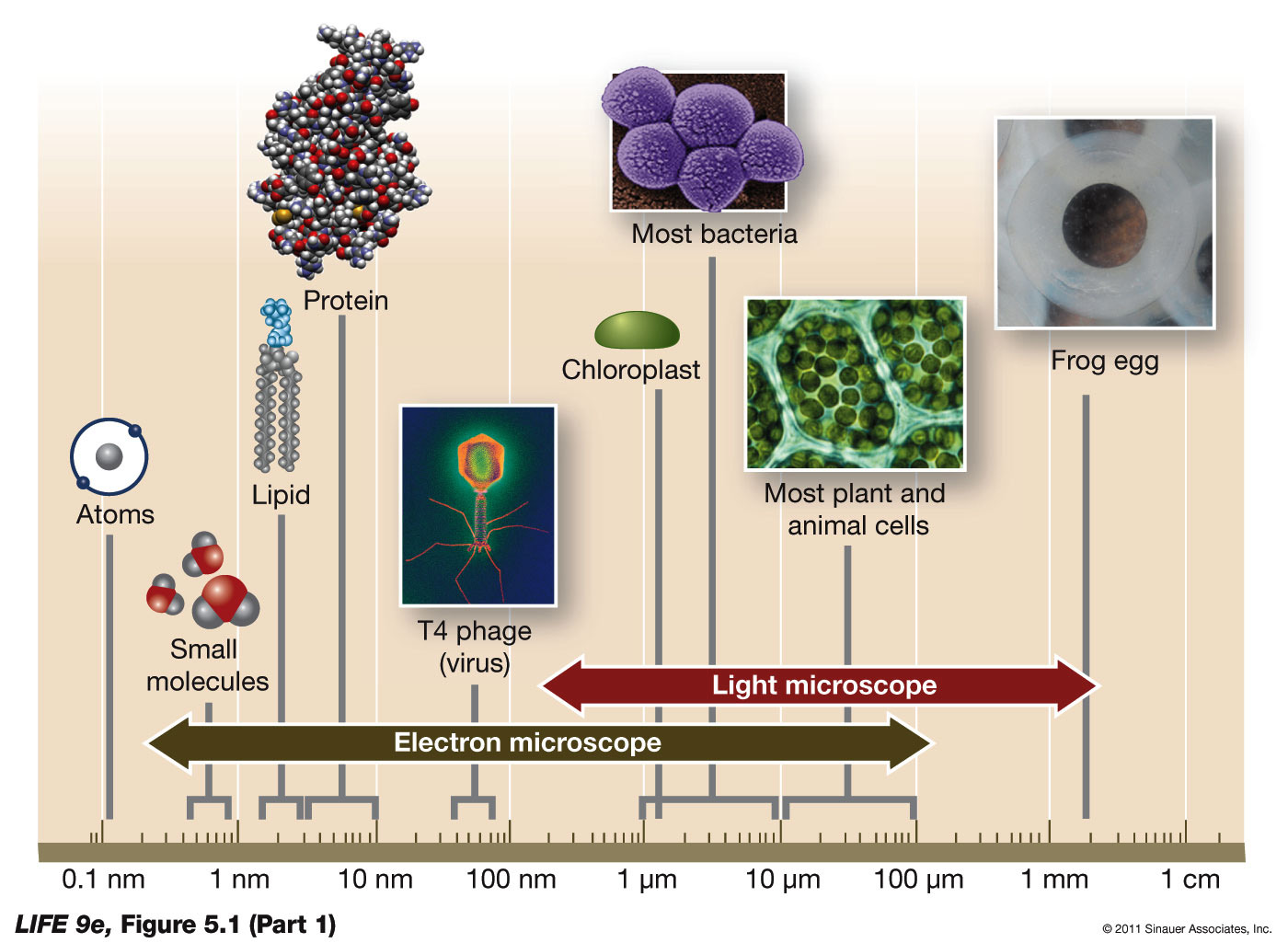 The Scale of Life 1