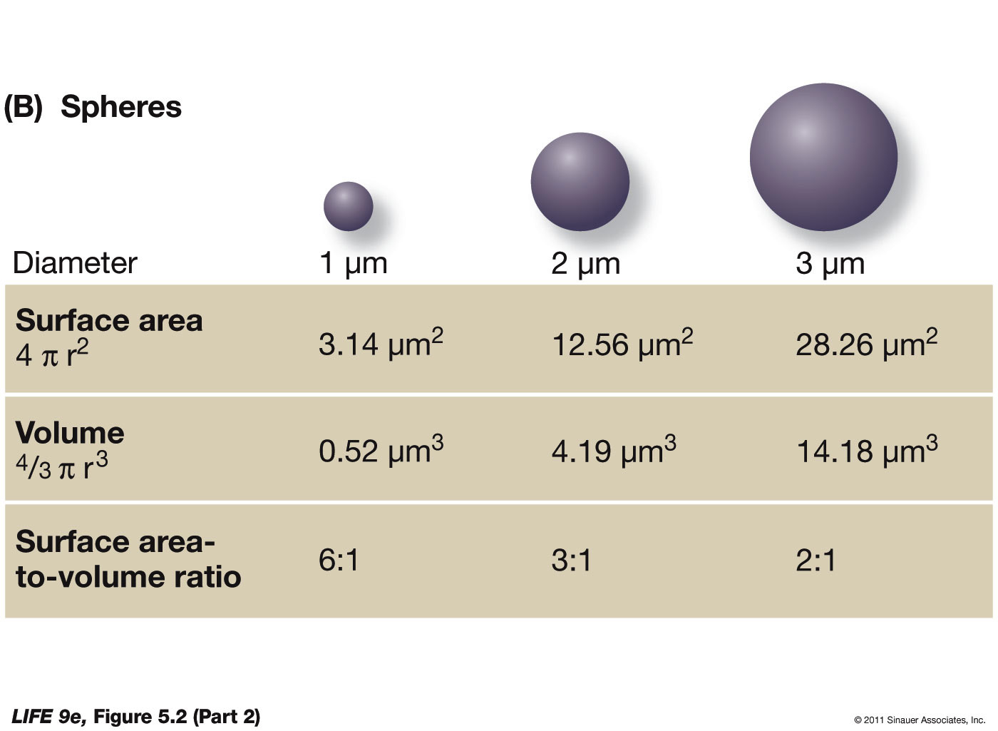 Why Cells Are Small 2