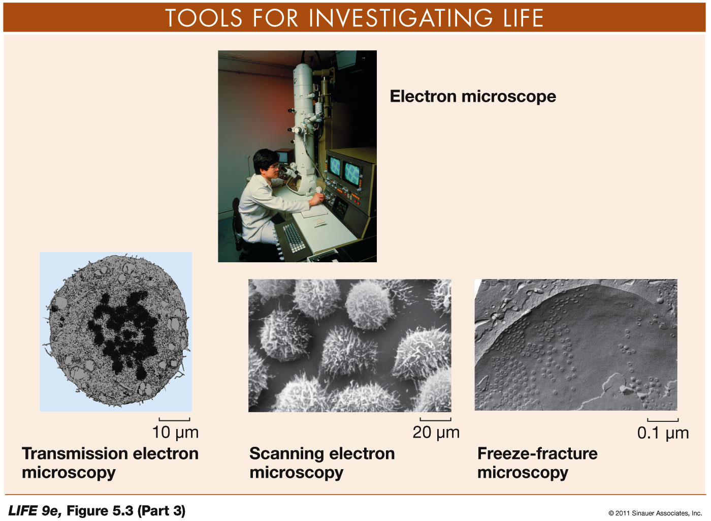 Looking at Cells