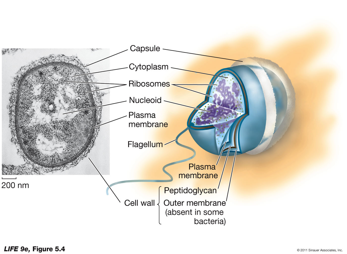 A Prokaryotic Cell