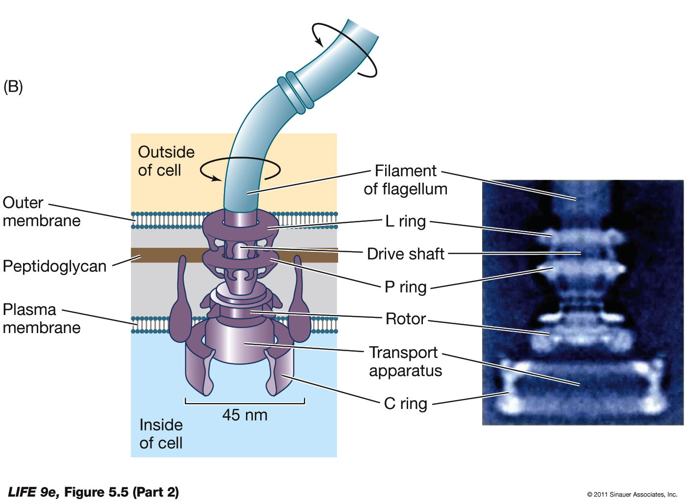 Prokaryotic Flagella