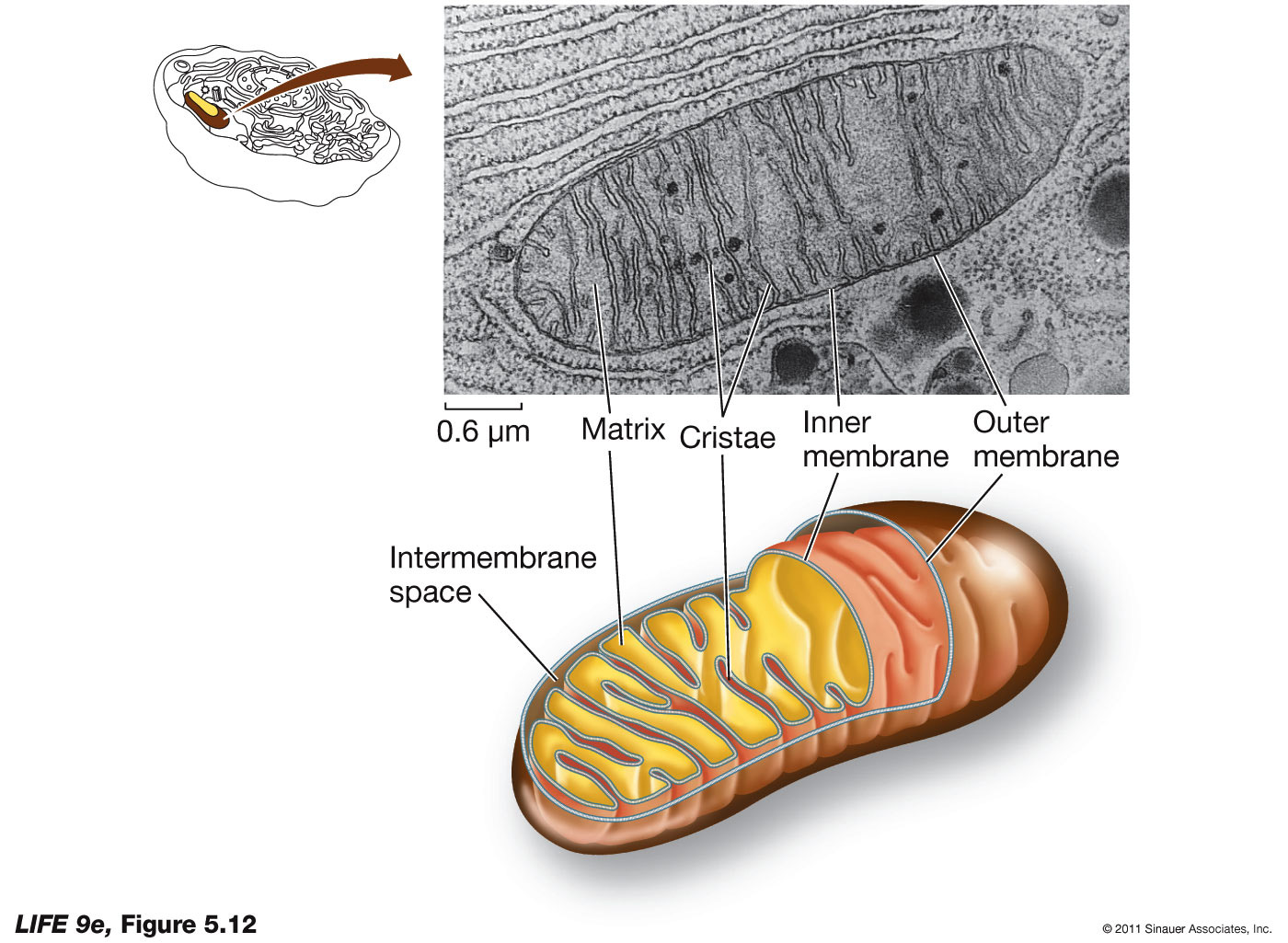 A Mitochondrion Converts Energy from Fuel Molecules into ATP