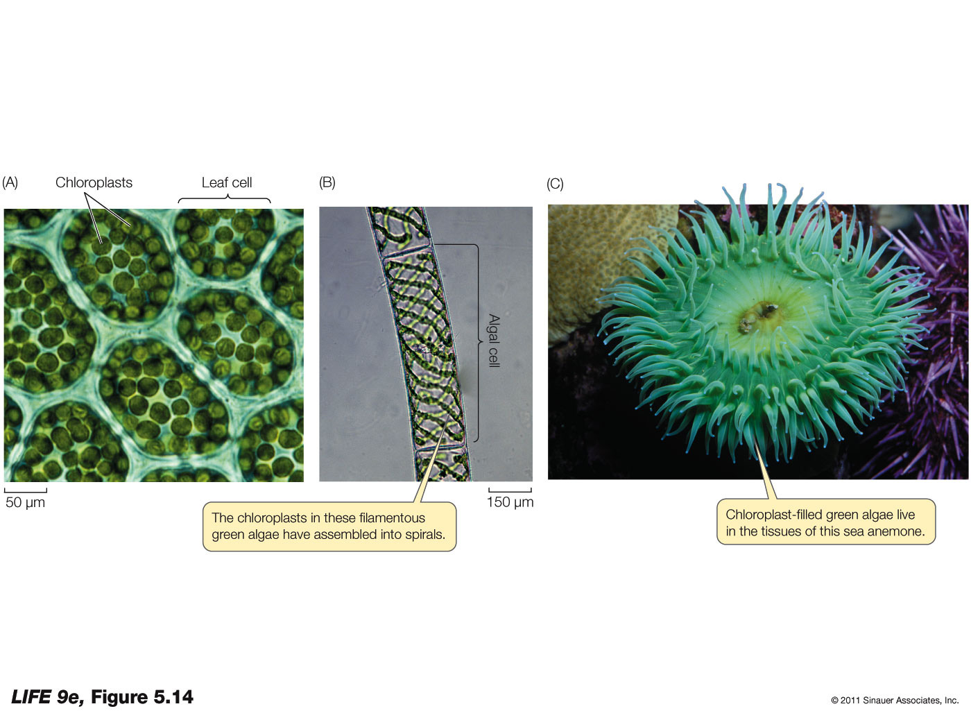 Chloroplasts Are Everywhere