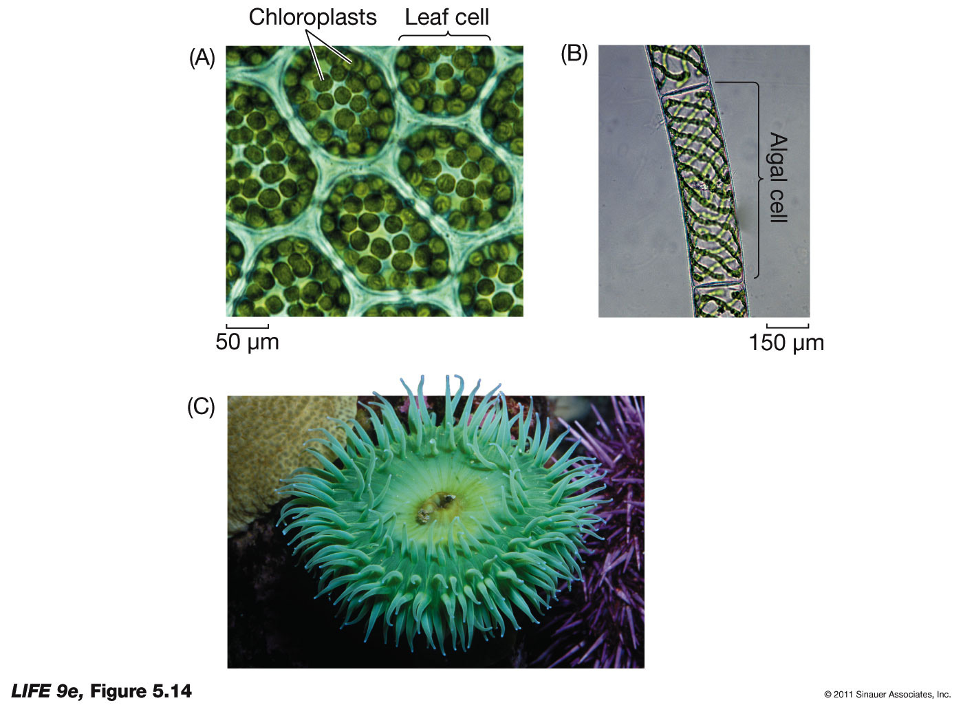 Chloroplasts Are Everywhere