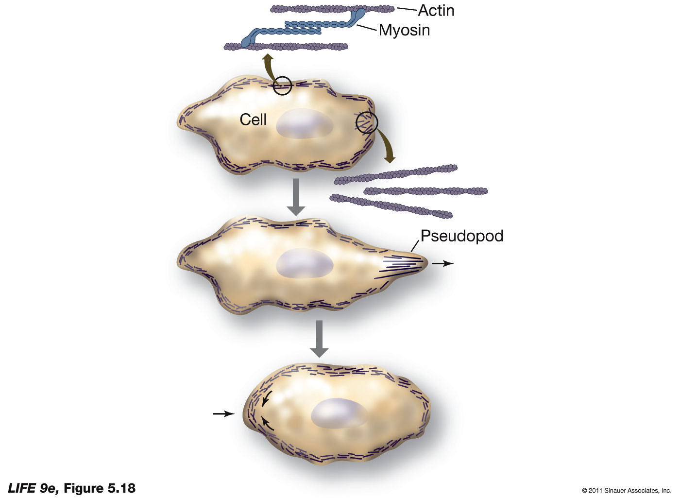 Microfilaments and Cell Movements