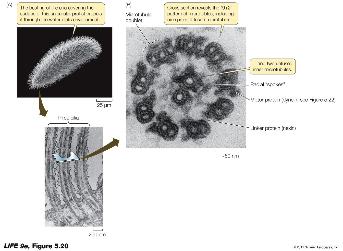 Cilia