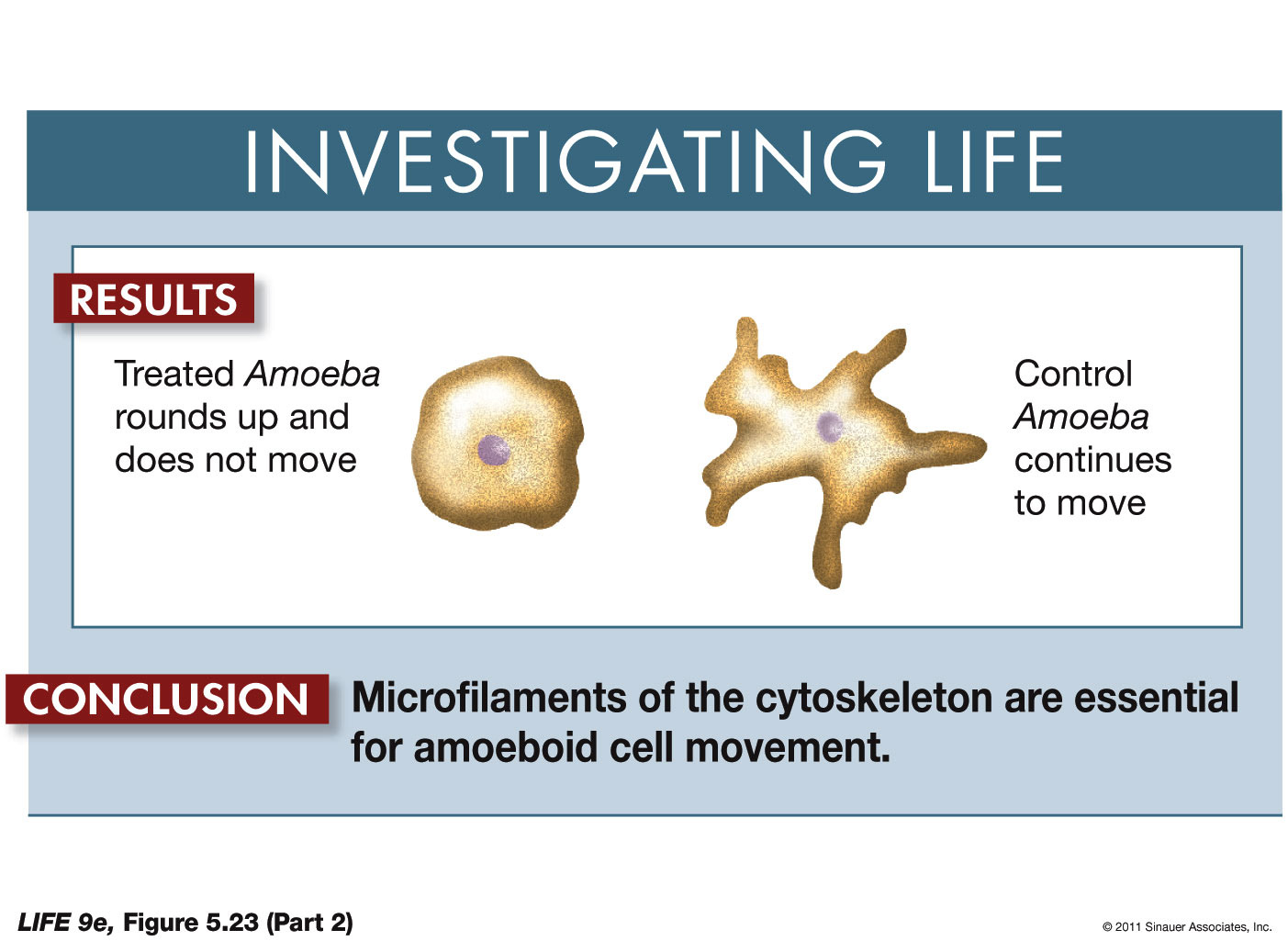 The Role of Microfilaments in Cell Movement-Showing Cause and Effect in Biology 2