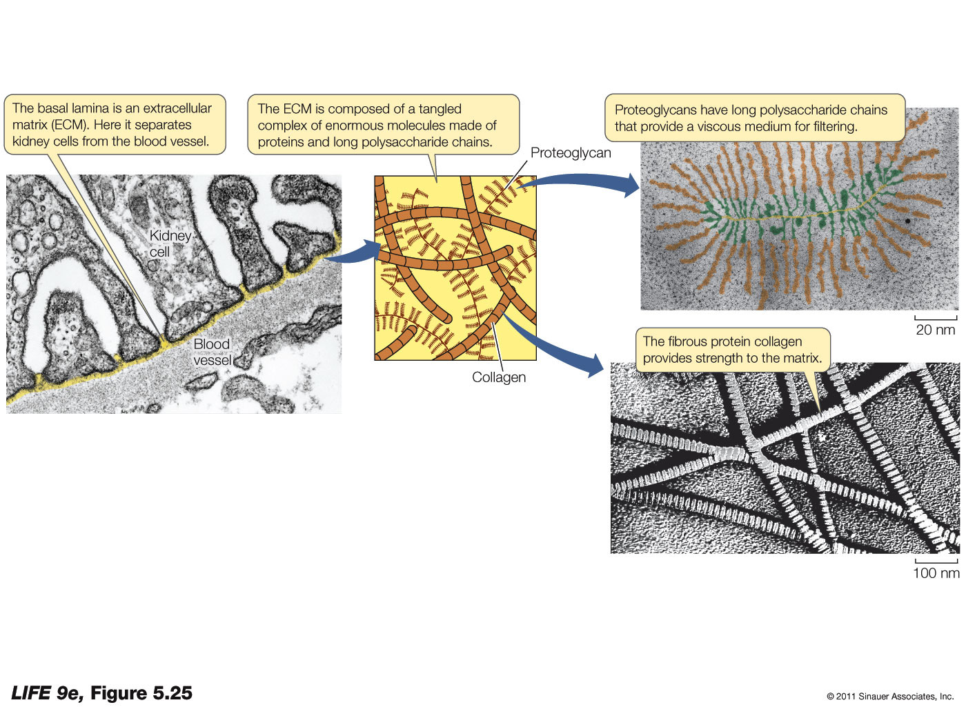 An Extracellular Matrix