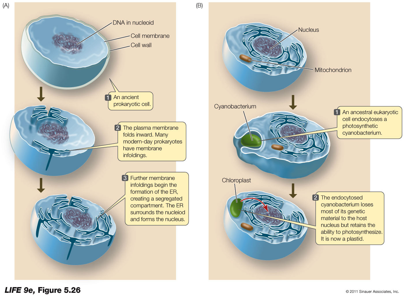 The Origin of Organelles