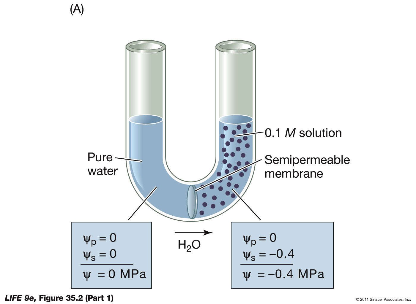 Water Potential, Solute Potential, and Pressure Potentia