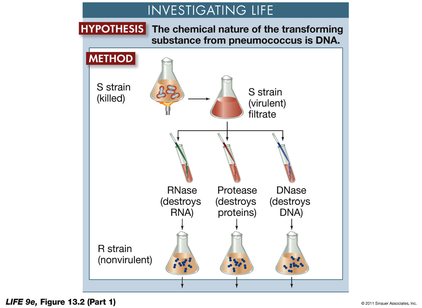 Genetic Transformation by DNA p1