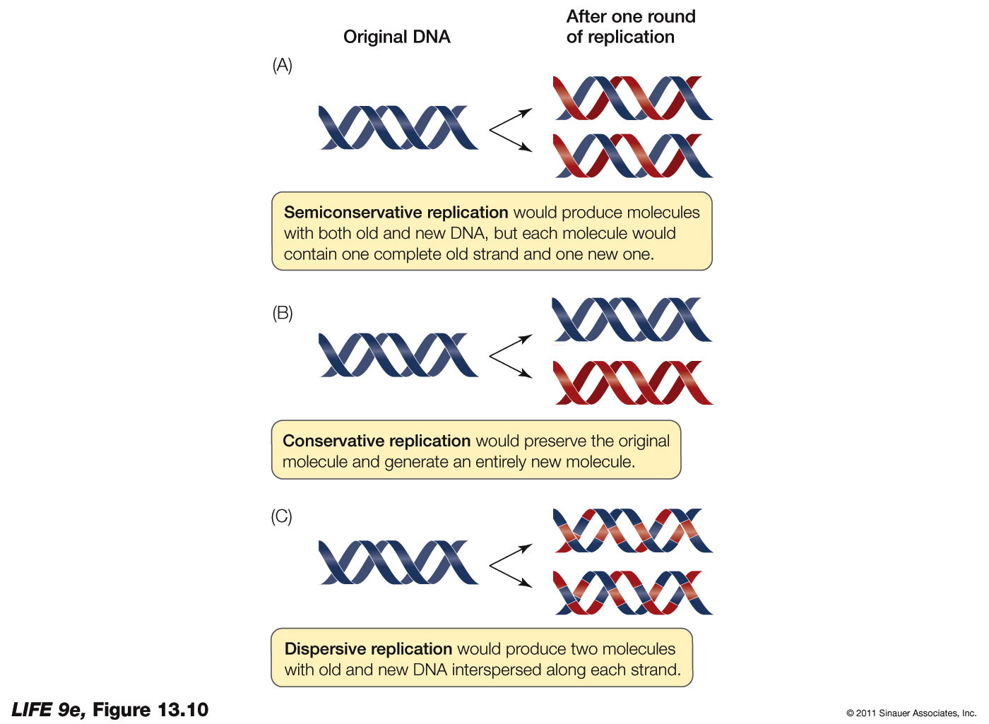 Three Models for DNA Replication