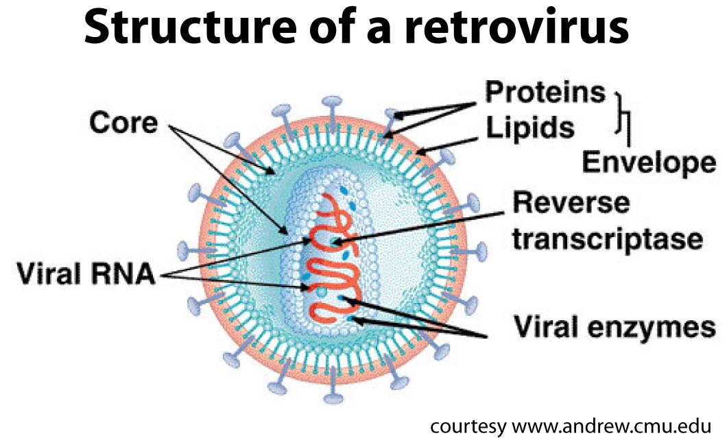 Retrovirus Structure