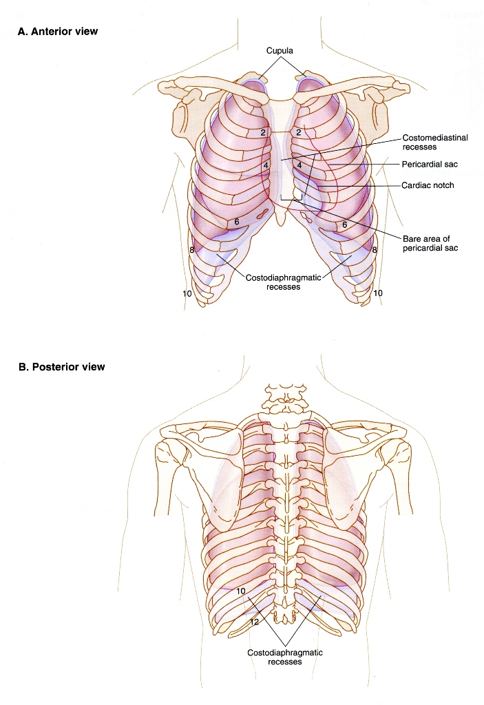 thoracic 13