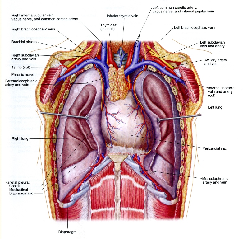 thoracic 18