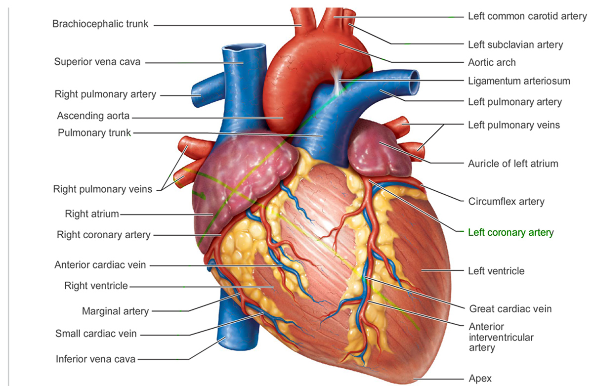 Anatomy of the Heart!