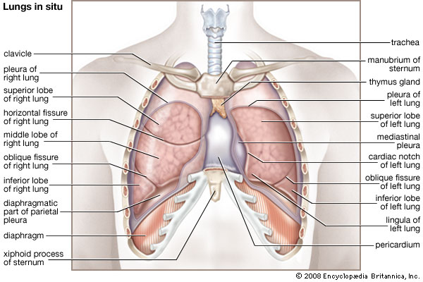 Anatomy of the Lungs