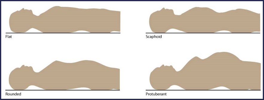 abdomen shapes