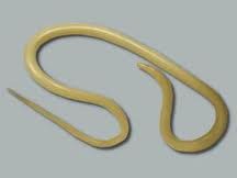 Ascaris lumbricoides