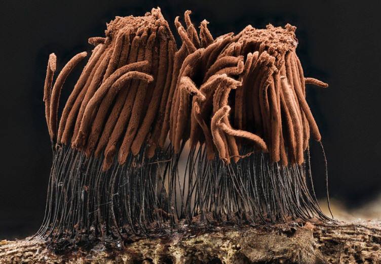 Stemonitis sporangia.