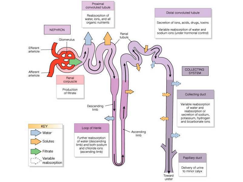 Renal tubules