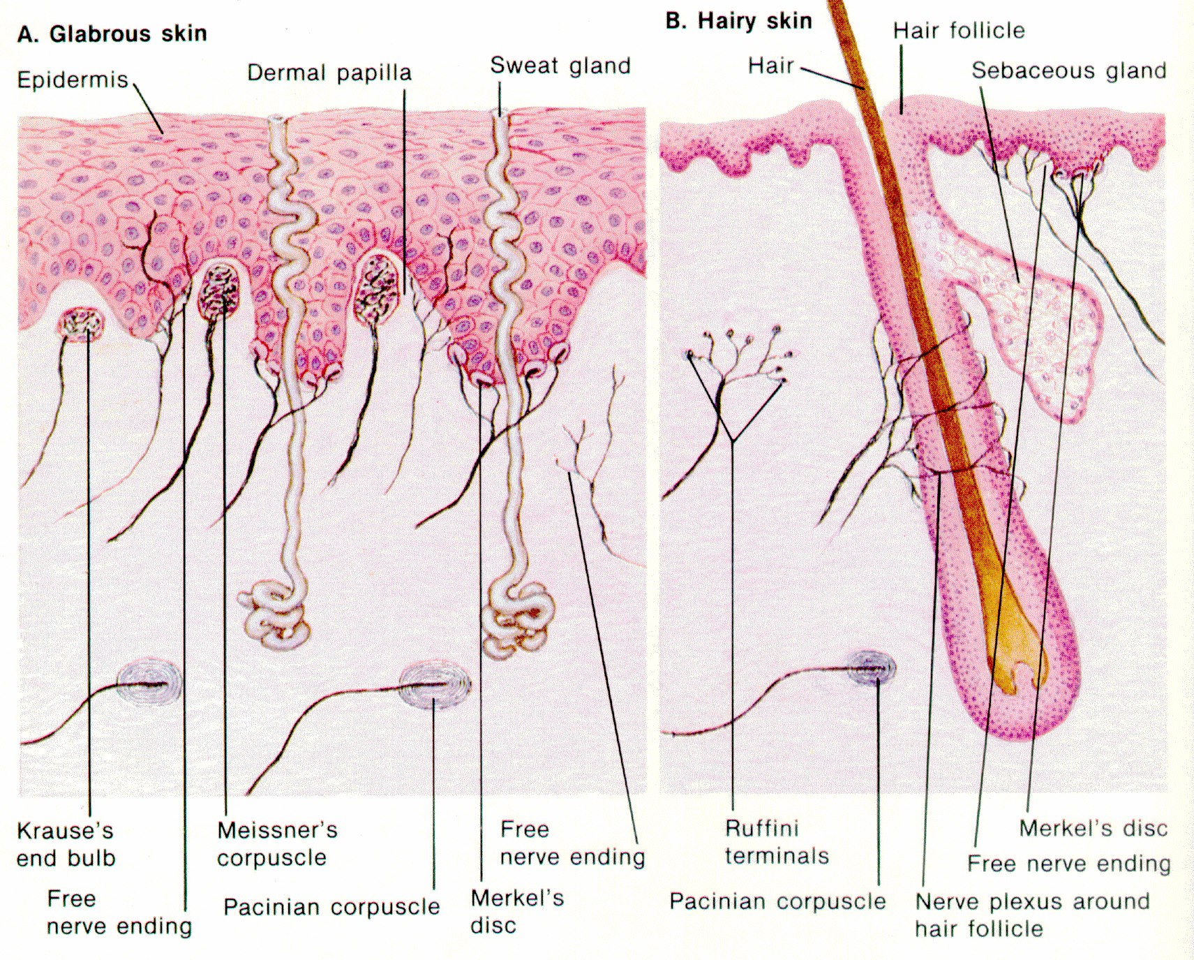 Sweat glands